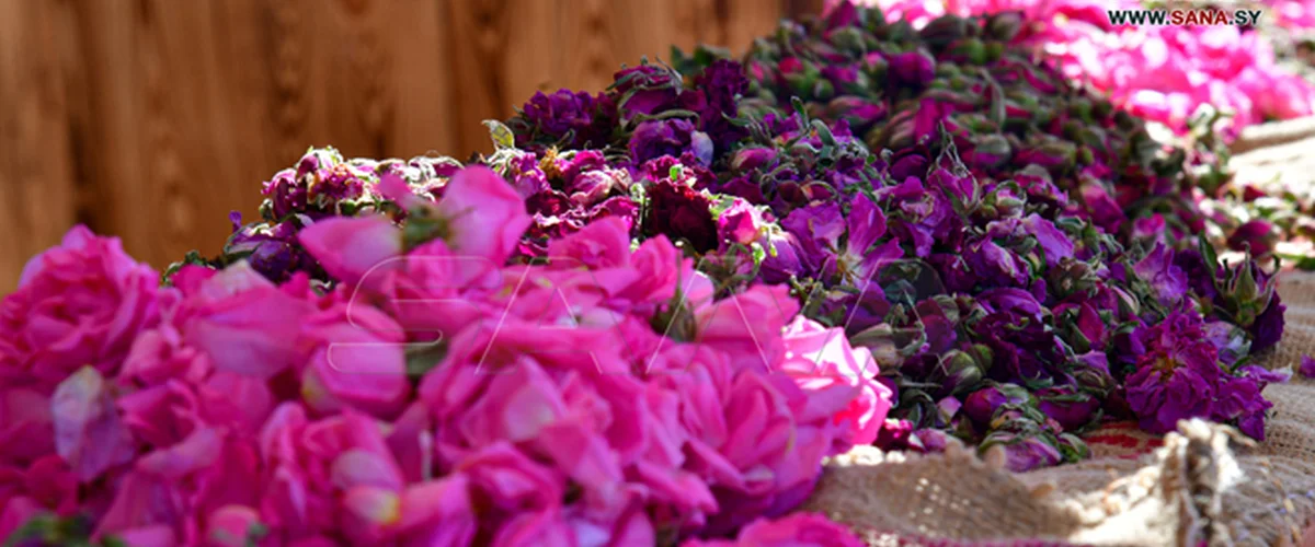 Daisy Nursery - Damascus