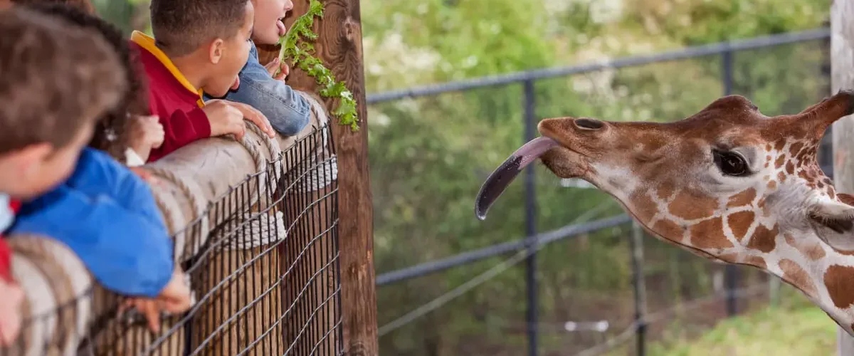 Animal Park (lbnan) - Al-Qunaytirah