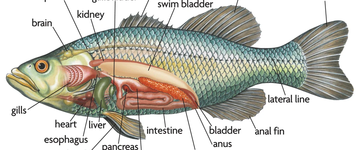 Dahya Qsya Al-Jzyra - Rif Dimashq