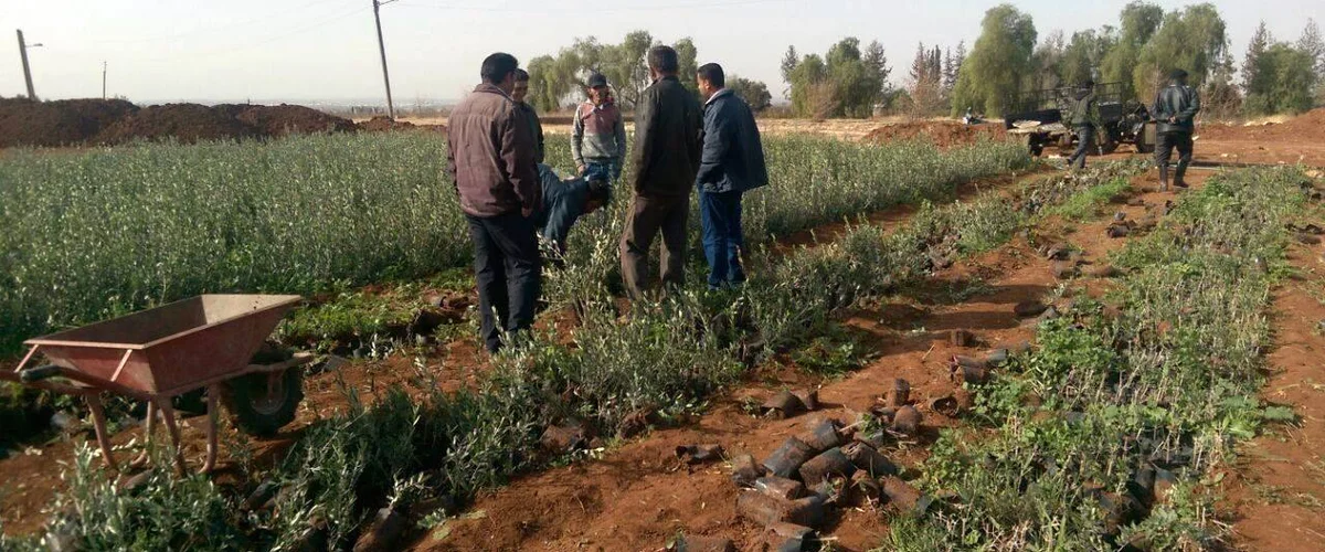 Mzraa Hlal Al-Tamh - Al-Qunaytirah