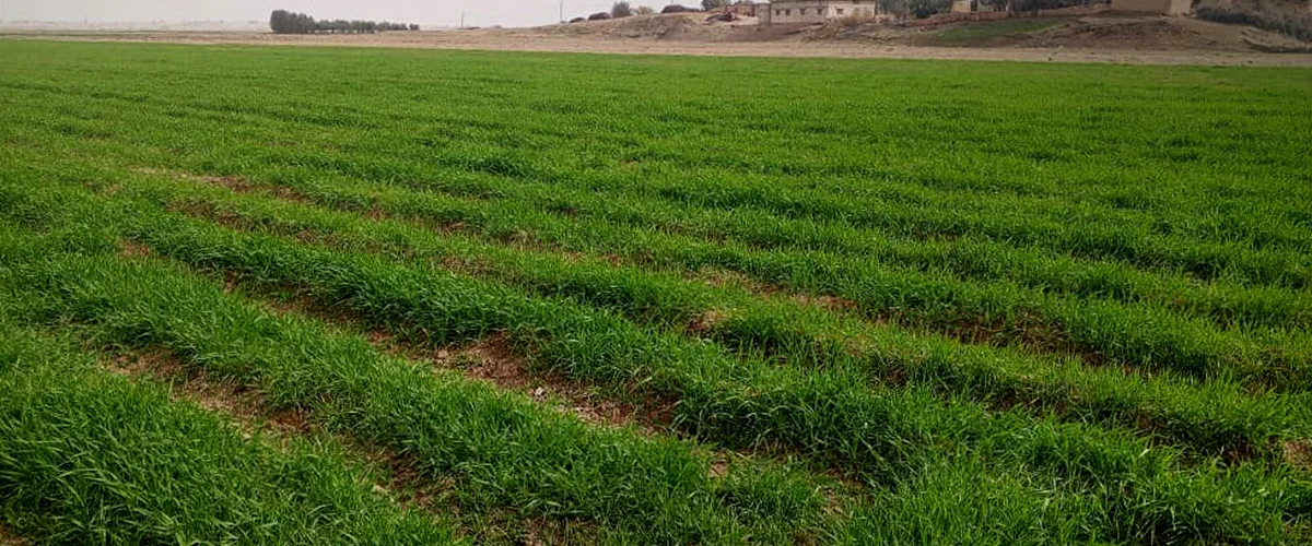 غرفة زراعة الحسكة - الحسكة