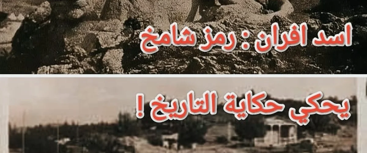 فرن الاسد - الحسكة