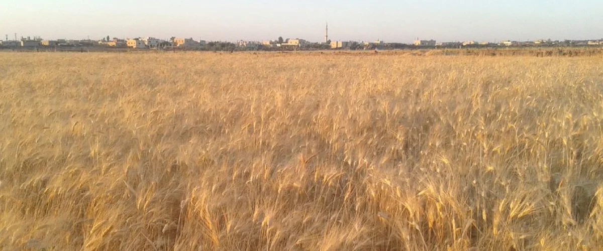 Bafy Rouzlynda - Al-Hasakah
