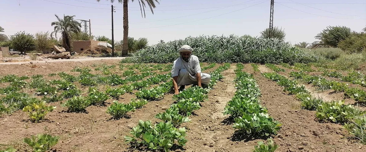 Sydlyh Al-Sousa Al-Zraayh - Deir ez-Zor