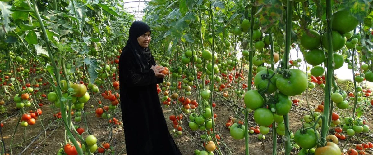 Mzraa Al-Astadh Mwml Drgham - Tartus