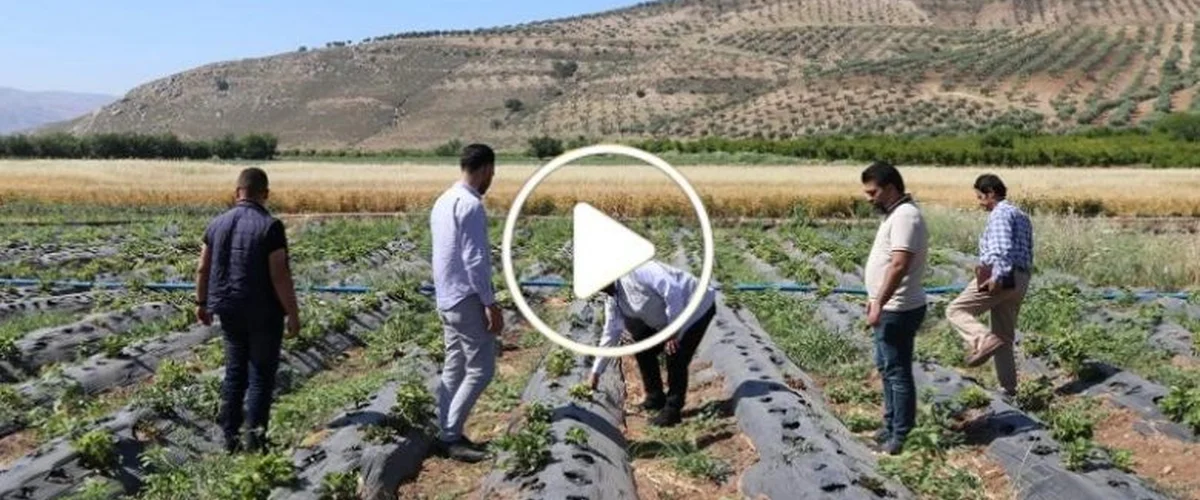 مزرعة الشبيب - ريف دمشق