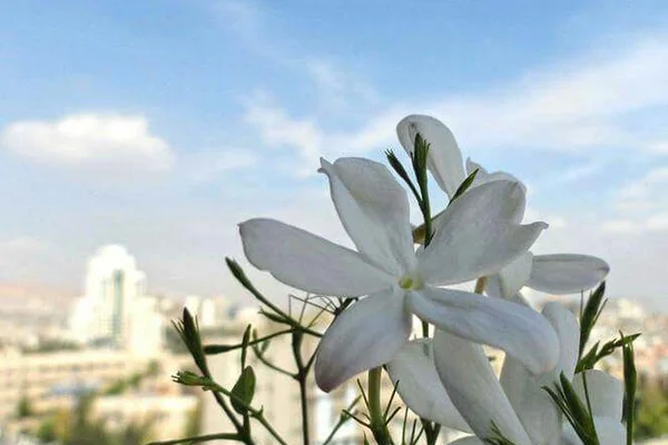 Mzara Yasmyn Al-Sham