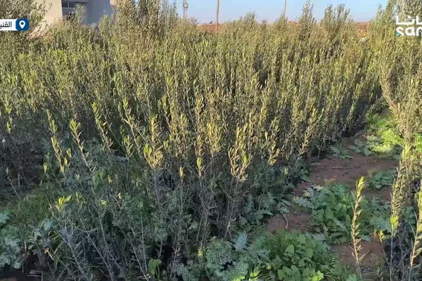 مشتل ياسين بويضاني
