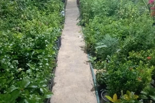 مشتل الغوطه للاشجار والزهور