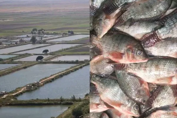 فروج و سمك الاصيل