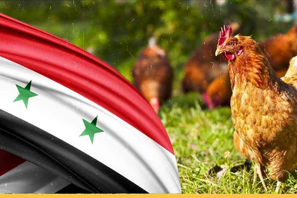 فروج و سمك الاصيل