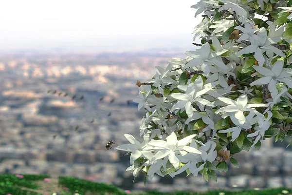عرق الياسمين