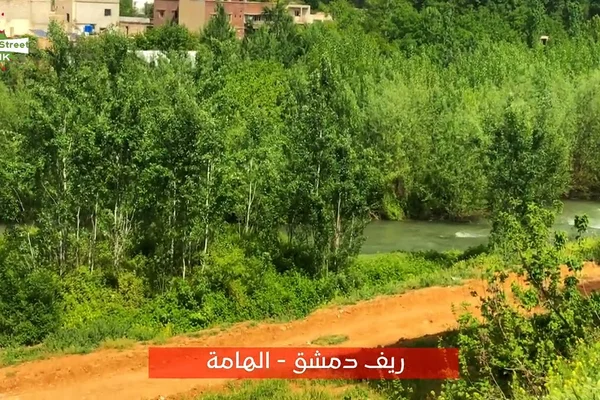 Mntzh Al-Sfsaf