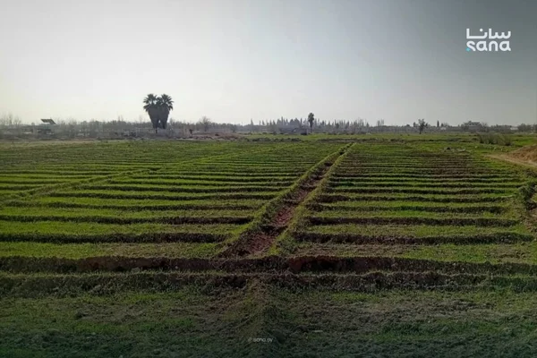 مزرعة المصري والطرابيشي