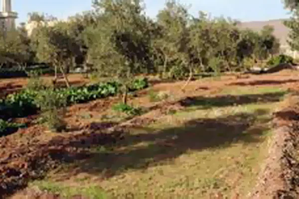 مزرعة المصري والطرابيشي