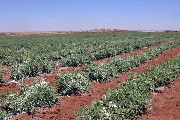 مزرعة اسعد
