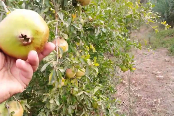 مزرعة أبو أسامة