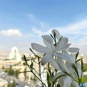 Mzara Yasmyn Al-Sham