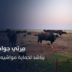 مزرعة حسان جاموس