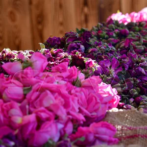 Daisy Nursery