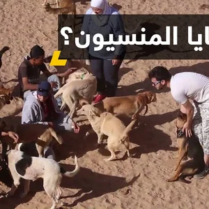 الجمعية السورية لانقاذ الحيوانات