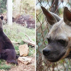 Animal Encounter - Wildlife conservation center (لبنان)