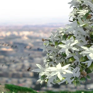 عرق الياسمين