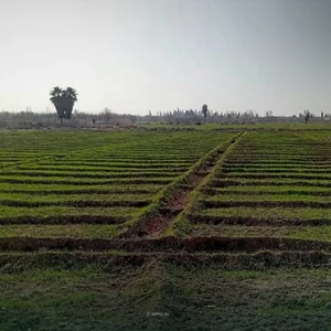 مزرعة المصري والطرابيشي