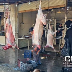 سوق الفروج