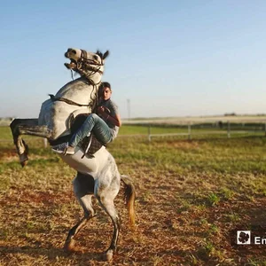 مربط جدوع ٱل جزعة للخيول العربية الأصيلة