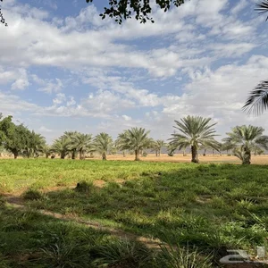 مزارع الحسن للإيجار اليومي والأسبوعي