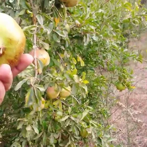 مزرعة أبو أسامة