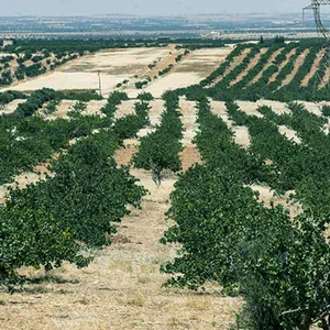 مزرعة الشبيب