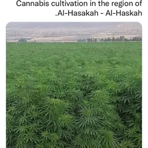 مركز السعادة تجارة حشيش