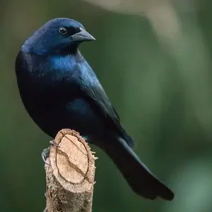مشفى المالك