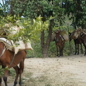 الجواديه